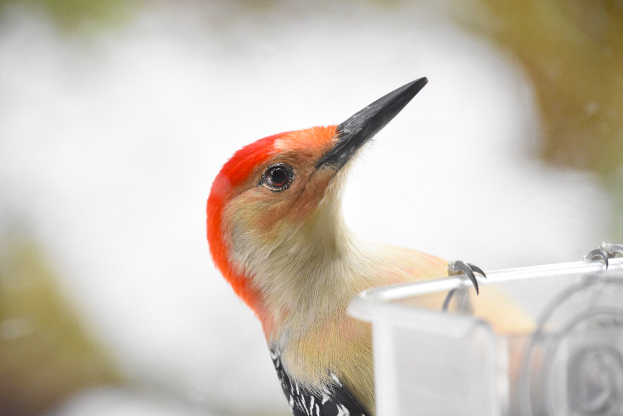 This male red-bellied woodpecker has been harvesting black sunflower seeds from my window feeder recently.